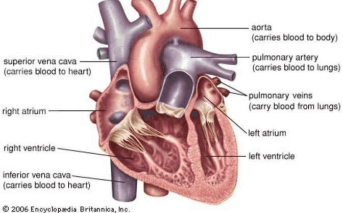 aorta (carries blood to body) superior vena cava (carries blood to heart) pulmonary artery (carries blood to lungs) pulmonary veins (carry blood from lungs) right atrium left atrium right ventricle left ventricle inferior vena cava- (carries blood to heart) 2006 Encyclopædia Britannica, Inc. 