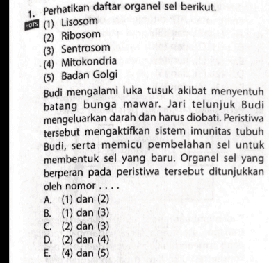 1. Perhatikan daftar organel sel berikut. HOTS (1) Lisosom (2) Ribosom (3) Sentrosom (4) Mitokondria (5) Badan Golgi Budi mengalami luka tusuk akibat menyentuh batang bunga mawar. Jari telunjuk Budi mengeluarkan darah dan harus diobati. Peristiwa tersebut mengaktifkan sistem imunitas tubuh Budi, serta memicu pembelahan sel untuk membentuk sel yang baru. Organel sel yang berperan pada peristiwa tersebut ditunjukkan oleh nomor .... A. (1) dan (2) B. (1) dan (3) C. (2) dan (3) D. (2) dan (4) E. (4) dan (5) 