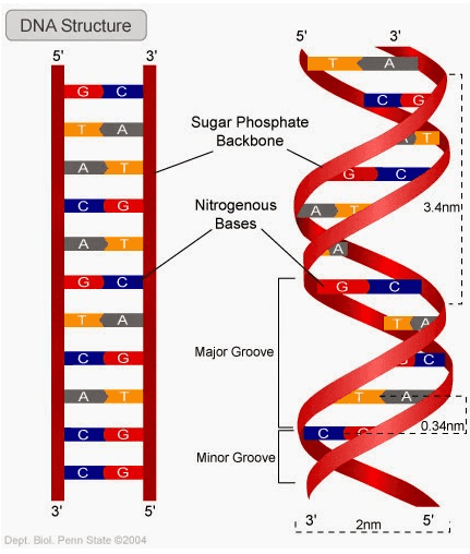 DNA Structure 5' 5' 3 3' ! T A Sugar Phosphate Backbone ! ! ! A T C ! ! ! ! C G Nitrogenous Bases A 3.4nmi 1 ! A ! ! G C A C G Major Groove A 1 A 0.34nm C G Minor Groove C G 3' 5' 32nm 5 Dept. Biol. Penn State 2004 