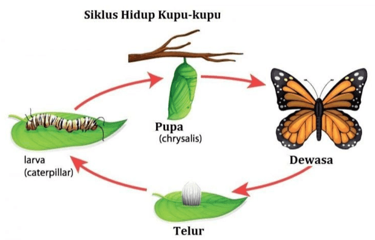 Siklus Hidup Kupu-kupu Pupa (chrysalis) Dewasa larva (caterpillar) Telur 