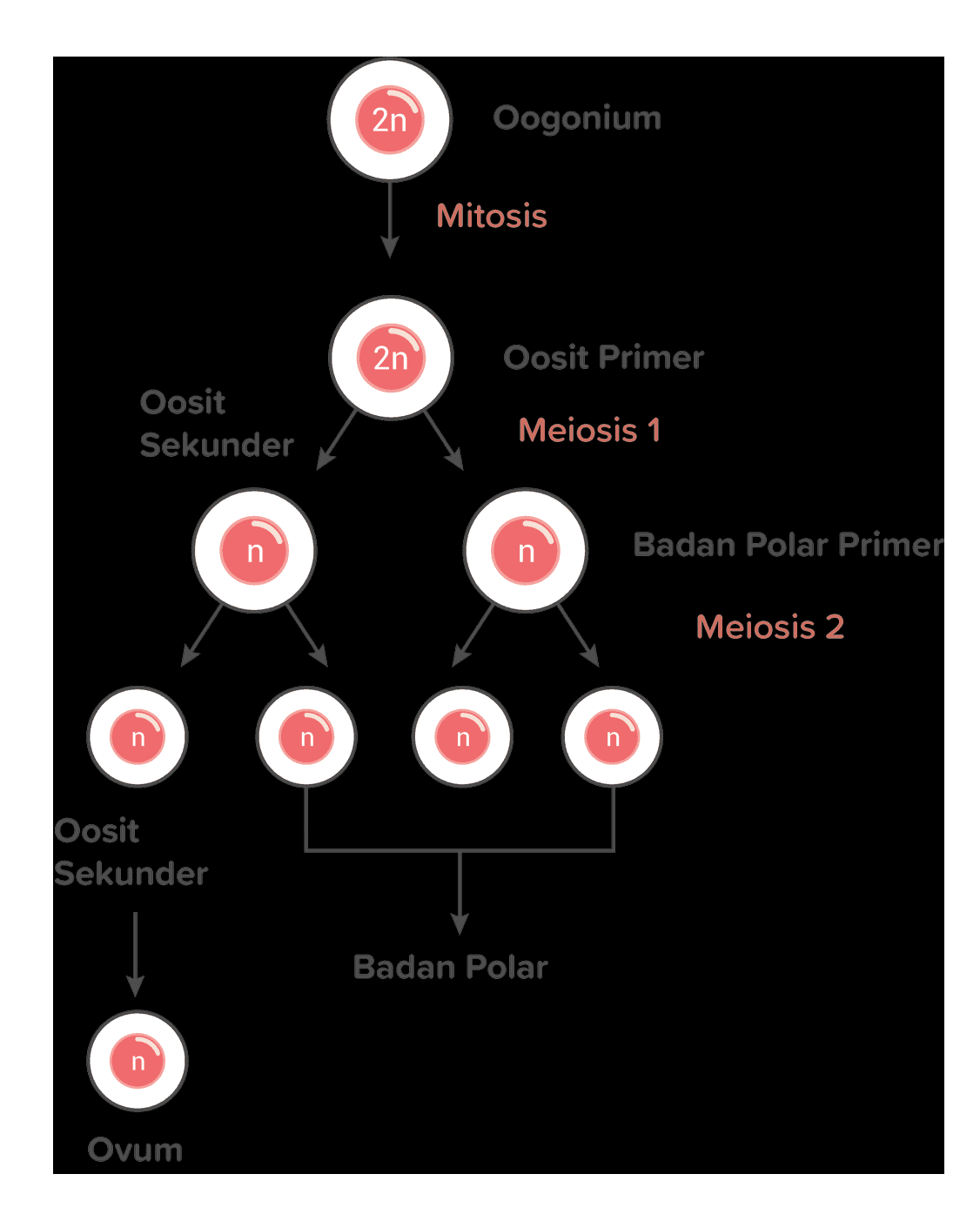 2n Oogonium Mitosis 2n Oosit Primer Oosit Sekunder Meiosis 1 Badan Polar Primer Meiosis 2 n n n n posit Sekunder Badan Polar Ovum 