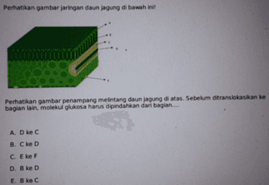 Perhatikan gambar jaringan daun jagung di bawah ini! Perhatikan gambar penampang melintang daun jagung di atas. Sebelum ditranslokasikan ke bagian lain, molekul glukosa harus dipindahkan dari bagian.... A. D ke C B. C ke D C. E ke F D. B ke D E B ke C 