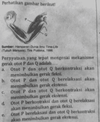 Perhatikan gambar berikut! Sumber: Hamparan Dunia Ilmu Time-Life (Tubuh Manusia). Tira Pustaka, 1906 a Pernyataan yang tepat mengenai mekanisme gerak otot P dan Q adalah ... Otot P dan otot Q berkontraksi akan menimbulkan gerak fleksi. b. Otot P dan otot Q berelaksasi akan menimbulkan gerak ekstensi. c. Otot P dan otot Q berkontraksi akan menimbulkan gerak ekstensi. d Otot P berkontraksi dan otot Q berelaksasi akan menimbulkan gerak fleksi. Otot P berelaksasi dan otot Q berkontraksi akan menimbulkan gerak ekstensi. e. 