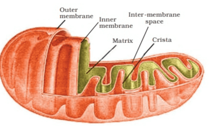 Outer membrane Inner Inter-membrane membrane space Matrix Crista 