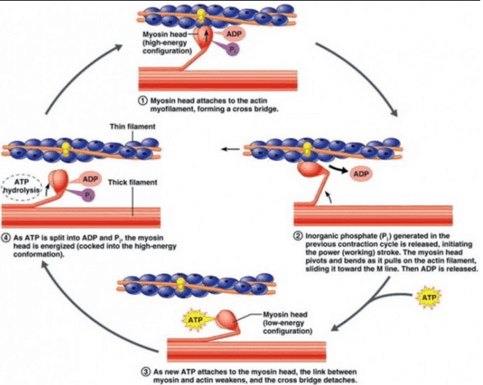 Tropomyosin Troponin Actin 600000000 Myosin Myosin filament Image from Sigma-Aldrich 
Myosin head (high-energy configuration) ADP P Myosin head attaches to the actin myofilament, forming a cross bridge. Thin filament ADP ATP 'hydrolysis ADP Thick filament As ATP is split into ADP and P, the myosin head is energized (cocked into the high-energy conformation). Inorganic phosphate (P) generated in the previous contraction cycle is released, initiating the power (working) stroke. The myosin head pivots and bends as it pulls on the actin filament, sliding it toward the line. Then ADP is released. ATP . ATP -Myosin head (low-energy configuration) As new ATP attaches to the myosin head, the link between myosin and actin weakens, and the cross bridge detaches. 