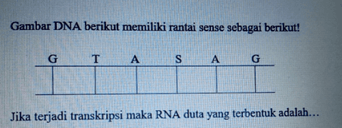 Gambar DNA berikut memiliki rantai sense sebagai berikut! G T A S A G Jika terjadi transkripsi maka RNA duta yang terbentuk adalah... 