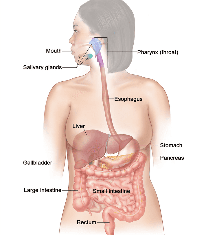 Esophagus is Rumen Abomasum Reticulum iss Addison Wesley Longman, in 
Mouth Pharynx (throat) Salivary glands Esophagus Liver Stomach Pancreas Gallbladder Large intestine Small intestine Rectum 