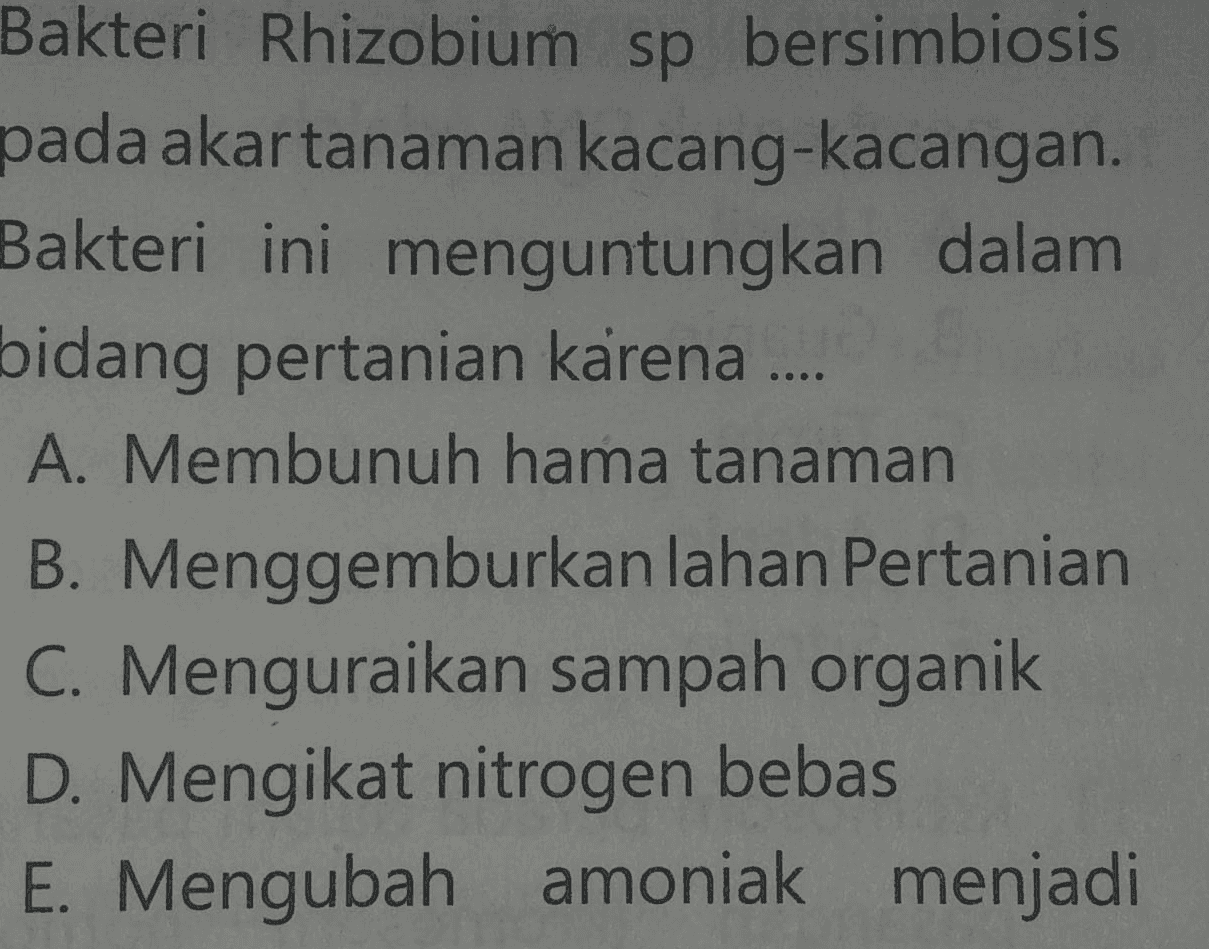 Bakteri Rhizobium sp bersimbiosis pada akartanaman kacang-kacangan. Bakteri ini menguntungkan dalam bidang pertanian karena .... A. Membunuh hama tanaman B. Menggemburkan lahan Pertanian C. Menguraikan sampah organik D. Mengikat nitrogen bebas E. Mengubah amoniak menjadi 