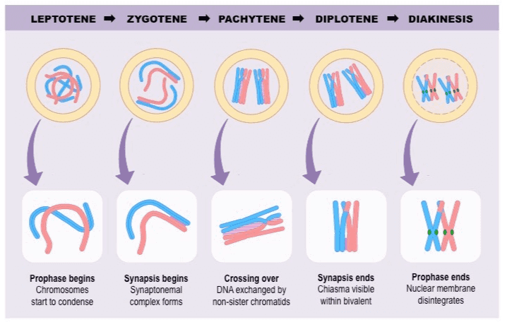 LEPTOTENE - ZYGOTENE PACHYTENE – DIPLOTENE DIAKINESIS WW (WW WW .? WY Prophase begins Chromosomes start to condense Synapsis begins Synaptonemal complex forms Crossing over DNA exchanged by non-sister chromatids Synapsis ends Chiasma visible within bivalent Prophase ends Nuclear membrane disintegrates 