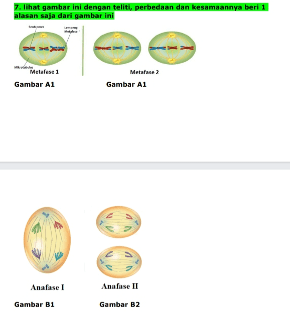 7. lihat gambar ini dengan teliti, perbedaan dan kesamaannya beri 1 alasan saja dari gambar ini Sentromer Lempeng Metal Mikrofibus Metafase 1 Gambar A1 Metafase 2 Gambar A1 2 Anafase I Anafase II Gambar B1 Gambar B2 