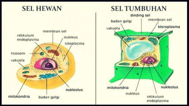 SEL HEWAN SEL TUMBUHAN dinding sel badan golgi membran sel vakuola kloroplasma retikulum endoplasma membran sel nukleus sitoplasma lisosom vakuola nukleolus nukleolus mitokondria nukleus mitokondria badan golgi retikulum endoplasma 