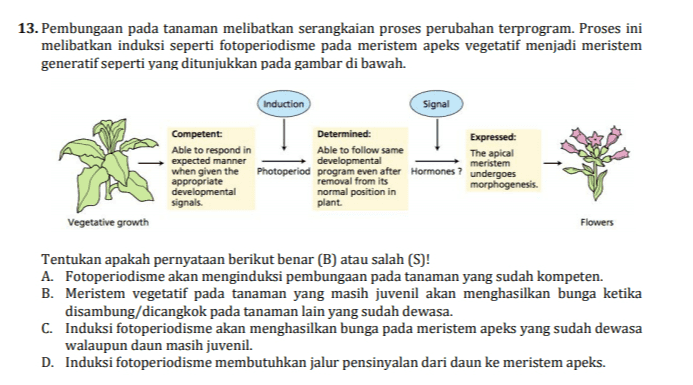 13. Pembungaan pada tanaman melibatkan serangkaian proses perubahan terprogram. Proses ini melibatkan induksi seperti fotoperiodisme pada meristem apeks vegetatif menjadi meristem generatif seperti yang ditunjukkan pada gambar di bawah. Induction Signal Competent: Determined: Expressed Able to respond in Able to follow same The apical expected manner developmental meristem when given the Photoperiod program even after Hormones? undergoes appropriate removal from its morphogenesis. developmental normal position in signals. plant. Vegetative growth Flowers Tentukan apakah pernyataan berikut benar (B) atau salah (S)! A. Fotoperiodisme akan menginduksi pembungaan pada tanaman yang sudah kompeten. B. Meristem vegetatif pada tanaman yang masih juvenil akan menghasilkan bunga ketika disambung/dicangkok pada tanaman lain yang sudah dewasa. C. Induksi fotoperiodisme akan menghasilkan bunga pada meristem apeks yang sudah dewasa walaupun daun masih juvenil. D. Induksi fotoperiodisme membutuhkan jalur pensinyalan dari daun ke meristem apeks. 