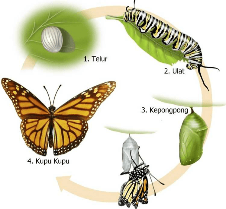 9 1. Telur 2. Ulat 3. Kepongpong 4. Kupu Kupu 