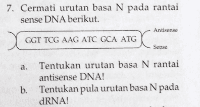 7. Cermati urutan basa N pada rantai sense DNA berikut. Antisense GGT TCG AAG ATC GCA ATG Sense a. Tentukan urutan basa N rantai antisense DNA! b. Tentukan pula urutan basa N pada dRNA! 