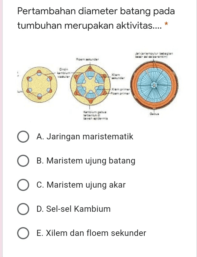 Pertambahan diameter batang pada tumbuhan merupakan aktivitas.... * Ficoma WILD Gabus O A. Jaringan maristematik O B. Maristem ujung batang O C. Maristem ujung akar O D. Sel-sel Kambium O E. Xilem dan floem sekunder 