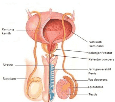 Kantong kemih Vesikula seminalis -Kelenjar Prostat Kelenjar cowpery Uretra Jaringan erektil Penis Scrotum Vas deverens Epididimis Testis 
Ovarian Histology Corpus Degenerate Luteum C. Luteum Recruited Maturing Follicle Follicle Ovulation 37°C Body Temperature 36°C Luteinizing Homone (LH) Estradiol Progesterone Hormones Follicle-Stimulating Hormone (FSH) Follicular Phase Luteal Phase Ovulation Menstruation Endometrial Histology 1 3 5 7 9 11 13 15 17 19 21 23 25 27 2 4 6 8 10 12 14 16 18 20 22 24 26 28 Day of Menstrual Cycle (Average values. Durations and values may differ between different females or different cycles.) 