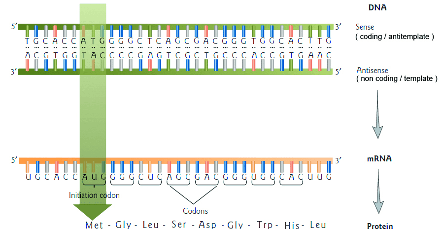DNA 5' 3' Sense (coding / antitemplate ) TG C ACC ATGG G G C TC A G C G A C G G GT G G C ACT TG ACGIGGIACCCCGAGICGCIGCCCACCGIGAAC 3' 5' Antisense (non coding / template ) 51 3' mRNA UGC ACC AUG GGG CUC AGC G A CGG GUG G C ACUÜG CA Initiation codon Codons Met - Gly - Leu - Ser - Asp - Gly - Trp - His- Leu Protein 