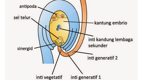 antipoda sel telur -kantung embrio inti kandung lembaga sekunder sinergid inti generatif 2 inti vegetatif inti generatif 1 