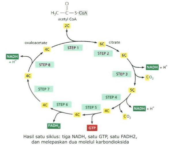REAKSI GELAP FIKSASI 6CO2 REGENERASI 6 ribulose 1,5-bisphosphate @@@@@ 12 3-PGA CGC 12 ATP 6 ADP 12 ADP 6 ATP 6 ribulose-5-phosphate GCCCC The Calvin Cycle 12 NADPH REDUKSI Rubisco 2 G3P COC 12 NADP: SINTESA 12 G3P COC GLUCOSA FRUCTOSA 
HC-C-S-COA acetyl COA 20 oxaloacetate 4C 60 citrate STEP 1 STEP 2 6C NADH -H STEP 8 NADH+H 40 STEP 3 CO2 STEP 7 5C STEP 4 40 STEP 6 STEP 5 4C 4C NADH-H CO2 FADH, GTP Hasil satu siklus: tiga NADH, satu GTP, satu FADH2, dan melepaskan dua molelul karbondioksida 