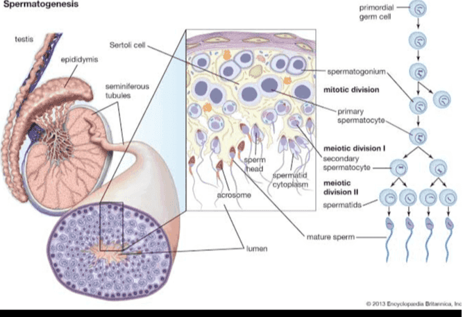 Spermatogenesis primordial germ cell testis Sertoli coll epididymis seminiferous tubules spermatogonium mitotic division © -primary spermatocyto sperm head spermatid cytoplasm acrosomo meiotic division 1 secondary spermatocyto meiotic division 11 spermatids- mature sperm lumen © 2013 Encyclopaedia Britanica, 