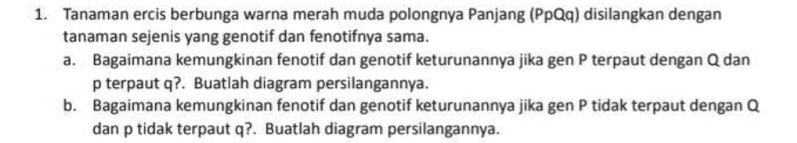 1. Tanaman ercis berbunga warna merah muda polongnya Panjang (PpQq) disilangkan dengan tanaman sejenis yang genotif dan fenotifnya sama. a. Bagaimana kemungkinan fenotif dan genotif keturunannya jika gen P terpaut dengan Q dan p terpaut q?. Buatlah diagram persilangannya. b. Bagaimana kemungkinan fenotif dan genotif keturunannya jika gen P tidak terpaut dengan Q dan p tidak terpaut q?. Buatlah diagram persilangannya. 