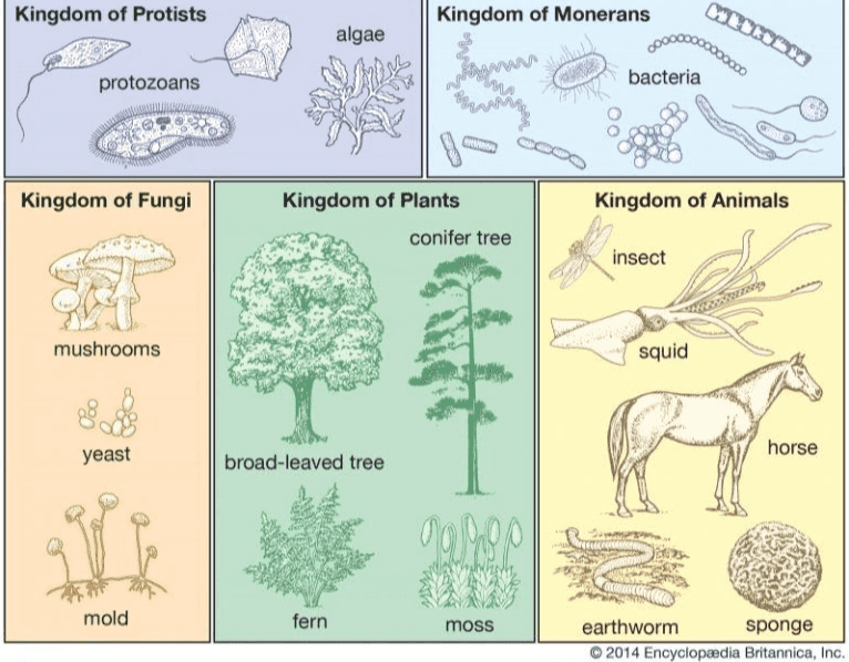Kingdom of Protists Kingdom of Monerans WOWO algae protozoans bacteria Kingdom of Fungi Kingdom of Animals Kingdom of Plants conifer tree insect wy mushrooms squid glio yeast horse broad-leaved tree 90 29 mold fern moss earthworm sponge © 2014 Encyclopædia Britannica, Inc. 