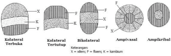 F -F -K -K Kolateral Terbuka Ampikribal Kolateral Tertutup Bikolateral Ampivasal Keterangan: X = xilem; F = floem; K = kambium 