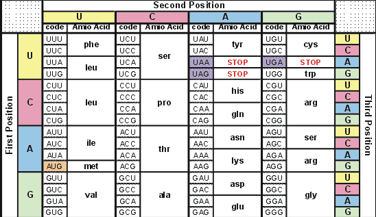 с U First Position Second Position U с A G code Amo Acid code Amo Acid code Amo Acid code Amo Acid UUU UCU UAU UGU phe tyr cys UUC UCC UAC UGC ser UUA UCA UAA STOP UGA STOP leu UUG UCG UAG STOP UGG trp CUU CCU CAU CGU his CUC CCC CAC CGC leu pro arg CUA CCA CAA CGA gin CUG CCG CAG CGG AUU ACU AAU AGU asn ser AUC ile ACC AAC AGC thr AUA ACA AAA AGA lys arg AUG met ACG AAG AGG GUU GCU GAU GGU asp GUC GCC GAC GGC val ala gly GUA GCA GAA GGA glu GUG GCG GAG GGG BUCUDUCUDUCUDUCU Third Position A A G 