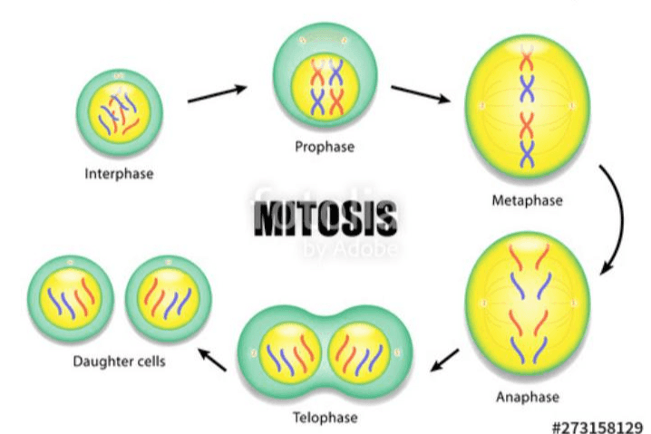 88 XXXX (DAS Prophase Interphase Metaphase MITOSIS 2012 Daughter cells 2100 Anaphase Telophase #273158129 