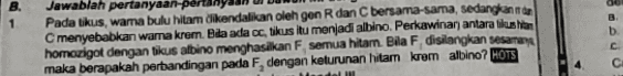 B. 1 Jawablah pertanyaan pertan Pada tikus, wama bulu hitam dikendalikan oleh gon R dan bersama-sama, sedangkan den C menyebabkan warna krem. Bila ada ac, tikus itu menjadi albino. Perkawinan antara likus har homozigot dengan tikus albino menghasilkan F semua hitam. Bila F disilangkan sesama maka berapakah pertandingan pada F, dengan keturunan hitam krem albino? HOTS 