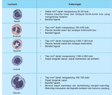 Leukosit Keterangan Setiap mm darah mengandung 20-50 butir Plasma bersifat basa dan terdapat bintik-bintik biru yang mengandung histamin Borsfat fagost Baso Tiap mm darah mengandung 100-400 butit Plasma bersifat asam dan terdapat bintik-bintik biru. Borstat fagost. Eosinofi Tiap mm darah mengandung 3.000-7.000 butir. Plasma bersifat netral dan terdapat bintik-bintik Bersifat fagost Neutroli Tiap mm darah mengandung 1.500-3.000 butir. Dapat bergemak bebas, dapat membentuk zat antibodi Limo Tiap mm darah mengandung 100-700 butir. Dapat bergerak cepat Bersifat fagost Monosit dapat membesar dan berkembang menjadi makrofag Makrofag merupakan sol fagoitik terbesar dan berumur panjang Monosit 