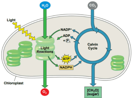 HO CO2 Light NADP+ ADP Light Reactions Calvin Cycle SATP 600 NADPH Chloroplast 02 [CH2O] (sugar) 
Keterkaitan Katabolisme Karbohidrat, Lemak, dan Protein PROTEIN KARBOHIDRAT LEMAK ASAM AMINO GULA GLISEROL ASAM LEMAN . GLIKOLISIS GLUKOSA NH ASAM KETO GLISERALDEHID-3P UREA PIRUVAT 1 1 ASETIL CO-A Dikeluarkan dalam bentuk urine 1 1 . 1 1 1 SIKLUS KREBS Rantai transpor elektron dan fosforilasi oksidatif sumber : pahamify 