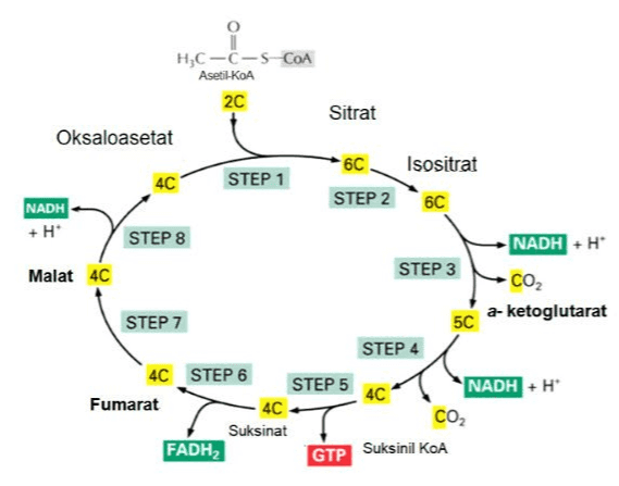 HC-C-SCOA Asetil-KoA 2C Sitrat Oksaloasetat 6C 4C STEP 1 Isositrat 6C STEP 2 NADH +H STEP 8 NADH+H Malat 4C STEP 3 CO2 a-ketoglutarat STEP 7 5C STEP 4 4C 4C STEP 6 STEP 5 Fumarat 4C Suksinat FADH, NADH + H CO2 GTP Suksinil KOA 