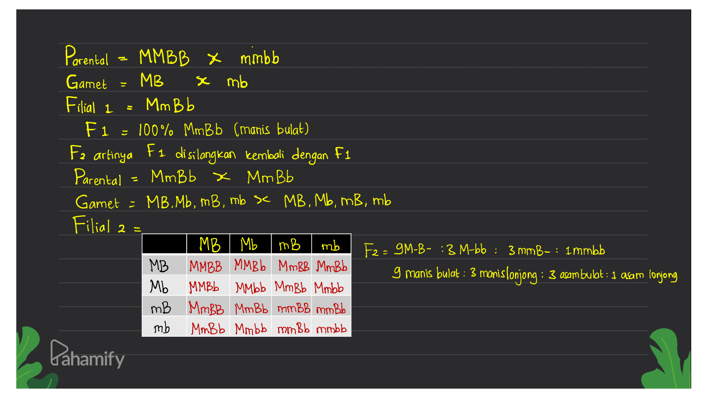Filial 1 Parental MMBB x mmbb Gamet MB x mb Mm Bb F1 - 100% MmBb (manis bulat) Fa artinya F1 di silangkan kembali dengan F1 Parental MmBb x Mm Bb Gamet - MB.Mb, mB, mb x MB, Mb, mB, mb Filial 2 = : MB | Mb Imb mb MB MMBB MMBb MmBB Mm Bb Mb MMBb MM bb Mm Bb Mmbb mB MMBB Mm Bb mm BB mmbb mb MmBb Mmbb mm Bb mmbb F2 = 9M-B- :3 M-bb : 3 mmB-: Immbb 9 manis bulat : 3 manislonjong : 3 asam bulat : 1 asam lonjong Pahamify 