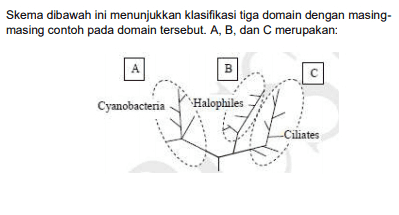 Skema dibawah ini menunjukkan klasifikasi tiga domain dengan masing- masing contoh pada domain tersebut. A, B, dan C merupakan: B с Cyanobacteria Halophiles -Ciliates 