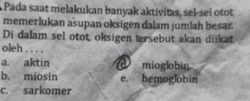 Pada saat melakukan banyak aktivitas, sel-sel otot memerlukan asupan oksigen dalam jumlah besar. Di dalam sel otot oksigen tersebut akan diikat oleh.... a. aktin @ mioglobin b. miosin e. hemoglobin c. c. sarkomer 