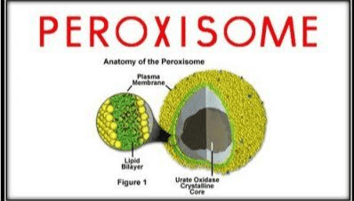 PEROXISOME Anatomy of the Poroxisome Plasma Membrane Lipid Bilayer Figure 1 Urate Oxidase Crystalline Core 