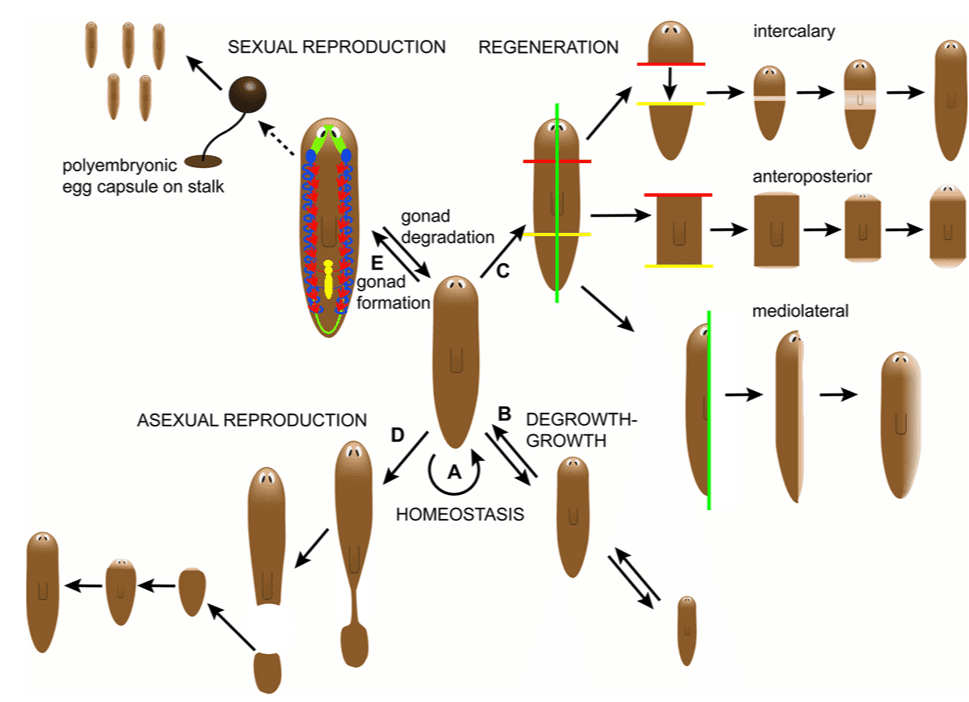 intercalary SEXUAL REPRODUCTION REGENERATION polyembryonic egg capsule on stalk anteroposterior gonad degradation E с gonad formation mediolateral ASEXUAL REPRODUCTION DEGROWTH- GROWTH - ده HOMEOSTASIS 