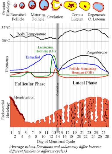 X Recruited Maturing Follicle Follicle Ovulation Corpus Degenerate Luteum c. Luteum 37°C Body Temperature 36°C Luteinizing Hormone (LH) Estradiol Progesterone Hormones Follicle-Stimulating Hormone (FSH) Follicular Phase Luteal Phase Ovulation Menstruation Endometrial Histology 1 3 5 7 9 11 13 15 17 19 21 23 25 27 2 4 6 8 10 12 14 16 18 20 22 24 26 28 Day of Menstrual Cycle (Average values. Durations and values may differ between different females or different cycles.) 