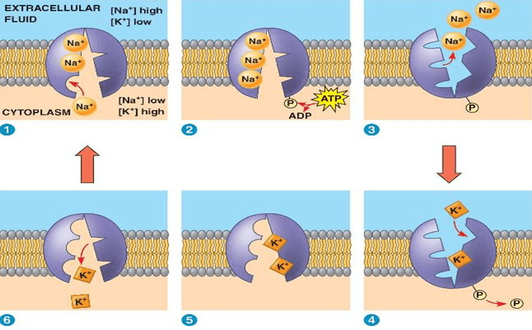 EXTRACELLULAR [Na*] high FLUID [K*] low Na Na Nat Nat Nat Nat Na Na* CYTOPLASM Na [Na] low [K*] high АТР ADP @ 3 K K K 6 5 