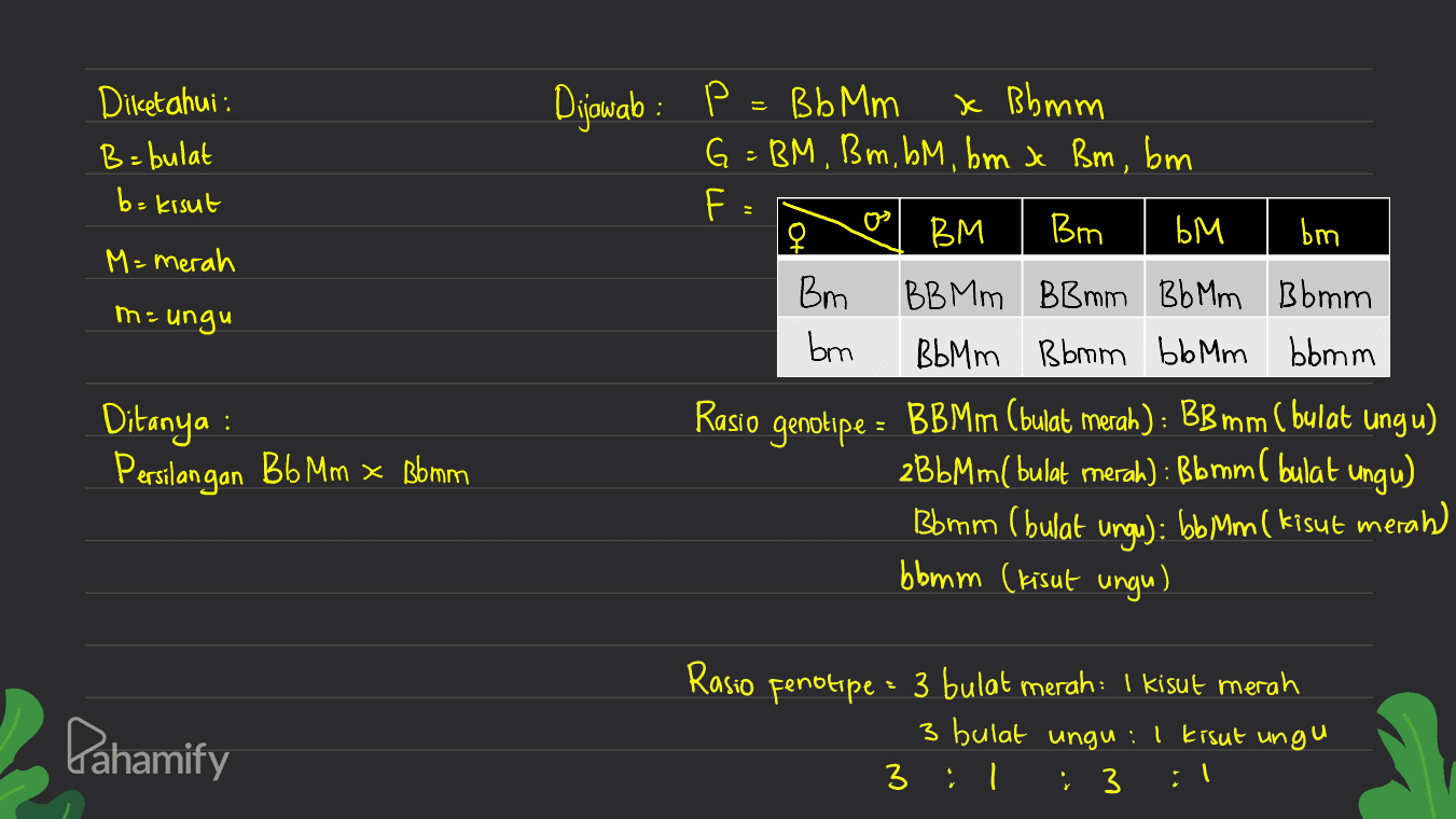 Dileetahui : B=bulat b=kisut M=merah m = ungu Dijawab : P = Bb Mm x Bbmm G = BM, Bm, bM, bm xe Bm, bm F: 오 BM Bm БМ bm Bm BBMm BB mm Bbm Bbmm Bbm Bbmm bbmm bbmm Rasio genotipe = BBMm (bulat merah) : BB mm ( bulat ungu) 2BbMm( bulat merah) : Bbmml bulat ungu) Bomm ( bulat ungu): bb Mm(kisut merah bbmm (kisut ungu) bm : Ditanya : Persilangan Bb Mm * Bbmm : Pahamify Rasio fenotipe = 3 bulat merah : 1 kisut merah 3 bulat ungu : I kisut ungu 3 ; 1 ; 3 :1 