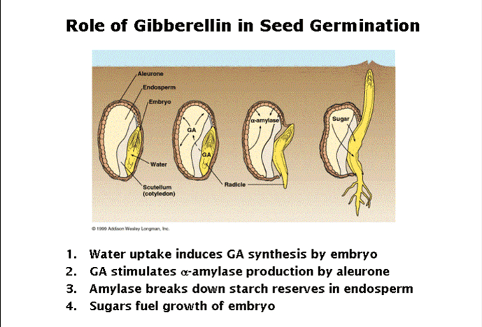 Role of Gibberellin in Seed Germination Aleurone Endosperm Embryo (a-amylase Sugar GA GA Water Radicle Scutellum (cotyledon) 190 Addon Wesley Longman, he 1. Water uptake induces GA synthesis by embryo 2. GA stimulates a-amylase production by aleurone 3. Amylase breaks down starch reserves in endosperm 4. Sugars fuel growth of embryo 