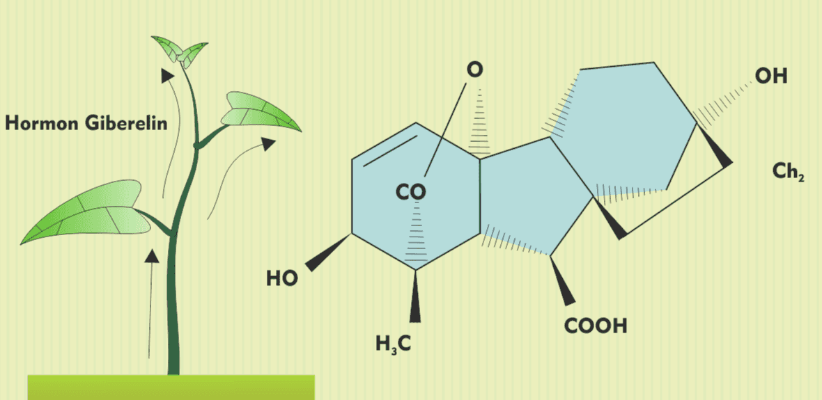 ОН от, Hormon Giberelin Ch2 СО НО COOH Н.С 