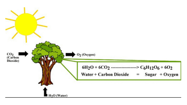 02 (Oxygen) CO2 (Carbon Dioxide) 6H20 + 6CO2 Water + Carbon Dioxide --> C6H1206 +602 Sugar + Oxygen HO (Water) 