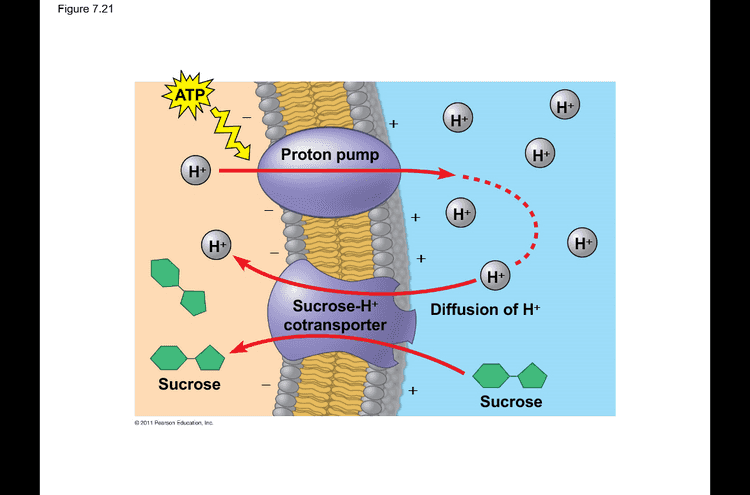 Figure 7.21 why ATP H+ H+ Proton pump H+ H + H+ H+ H+ + H+ Diffusion of H+ Sucrose-H+ cotransporter Sucrose + Sucrose 2011 Pearson Education, Inc. 
Figure 7.18-6 Nat EXTRACELLULAR [Nat] high FLUID [K+] low Na+ Nat Nat Nat Nat Na+ Nat ww SATP CYTOPLASM Na [Na] low [K+] high 2 ADP K+ 3 3 K+ K+ 2011 Pearson Education, Inc. 