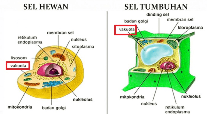 SEL HEWAN SEL TUMBUHAN dinding sel badan golgi membran sel vakuola kloroplasma retikulum endoplasma membran sel nukleus sitoplasma lisosom vakuola nukleolus nukleolus mitokondria nukleus mitokondria badan golgi retikulum endoplasma 