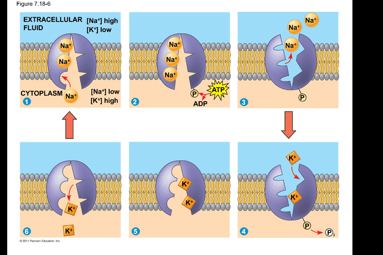 Figure 7.21 why ATP H+ H+ Proton pump H+ H + H+ H+ H+ + H+ Diffusion of H+ Sucrose-H+ cotransporter Sucrose + Sucrose 2011 Pearson Education, Inc. 
Figure 7.18-6 Nat EXTRACELLULAR [Nat] high FLUID [K+] low Na+ Nat Nat Nat Nat Na+ Nat ww SATP CYTOPLASM Na [Na] low [K+] high 2 ADP K+ 3 3 K+ K+ 2011 Pearson Education, Inc. 