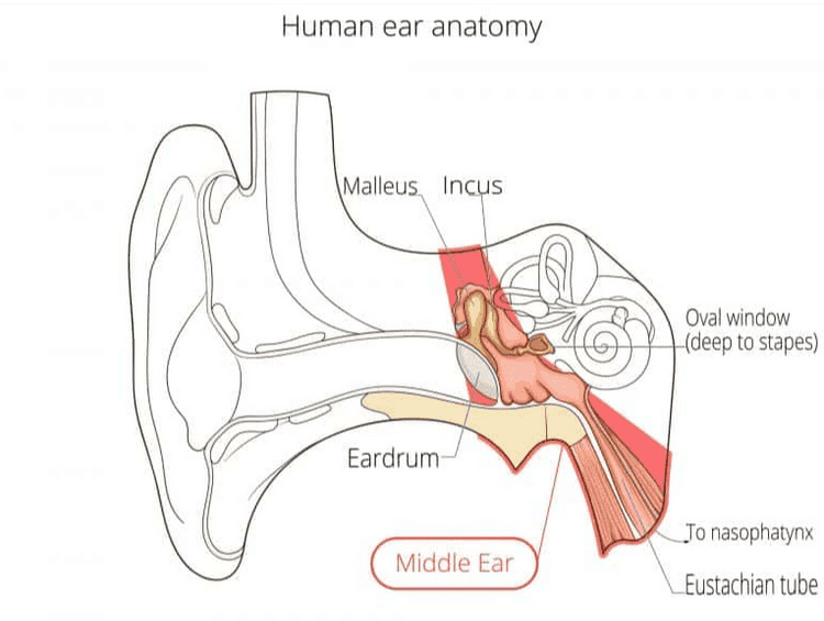 Pinna Ear canal External Ear 
Human ear anatomy Malleus. Incus Oval window -(deep to stapes) Eardrum To nasophatynx Middle Ear Eustachian tube 
Semicircular canals Inner Ear Cochlear nerve Cochlea 