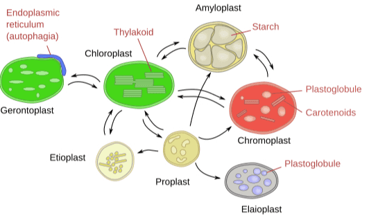 Amyloplast Endoplasmic reticulum (autophagia) Starch Thylakoid Chloroplast Plastoglobule Gerontoplast Carotenoids Chromoplast Etioplast Plastoglobule 098 Proplast Elaioplast 