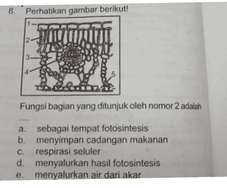 8. Perhatikan gambar berikut! 2 الم 4 5 Fungsi bagian yang ditunjuk oleh nomor 2 adalah a. sebagai tempat fotosintesis b. menyimpan cadangan makanan c. respirasi seluler d. menyalurkan hasil fotosintesis e. menyalurkan air dari akar 